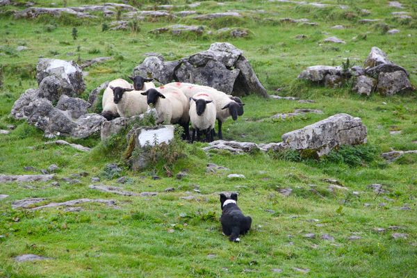 A border collie dog controlling a group of sheep. The sheep are bunched together near some rocks.