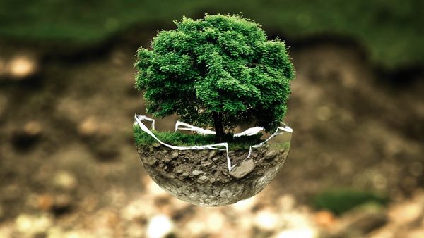 A tree in a glass bowl, floating.