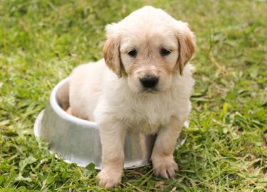 A golden retriever puppy half sitting in a food bowl and half on grass.