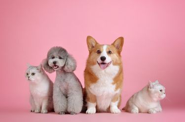Two white cats, a poodle, and a welsh corgi sitting next to each other in front of a pink background.